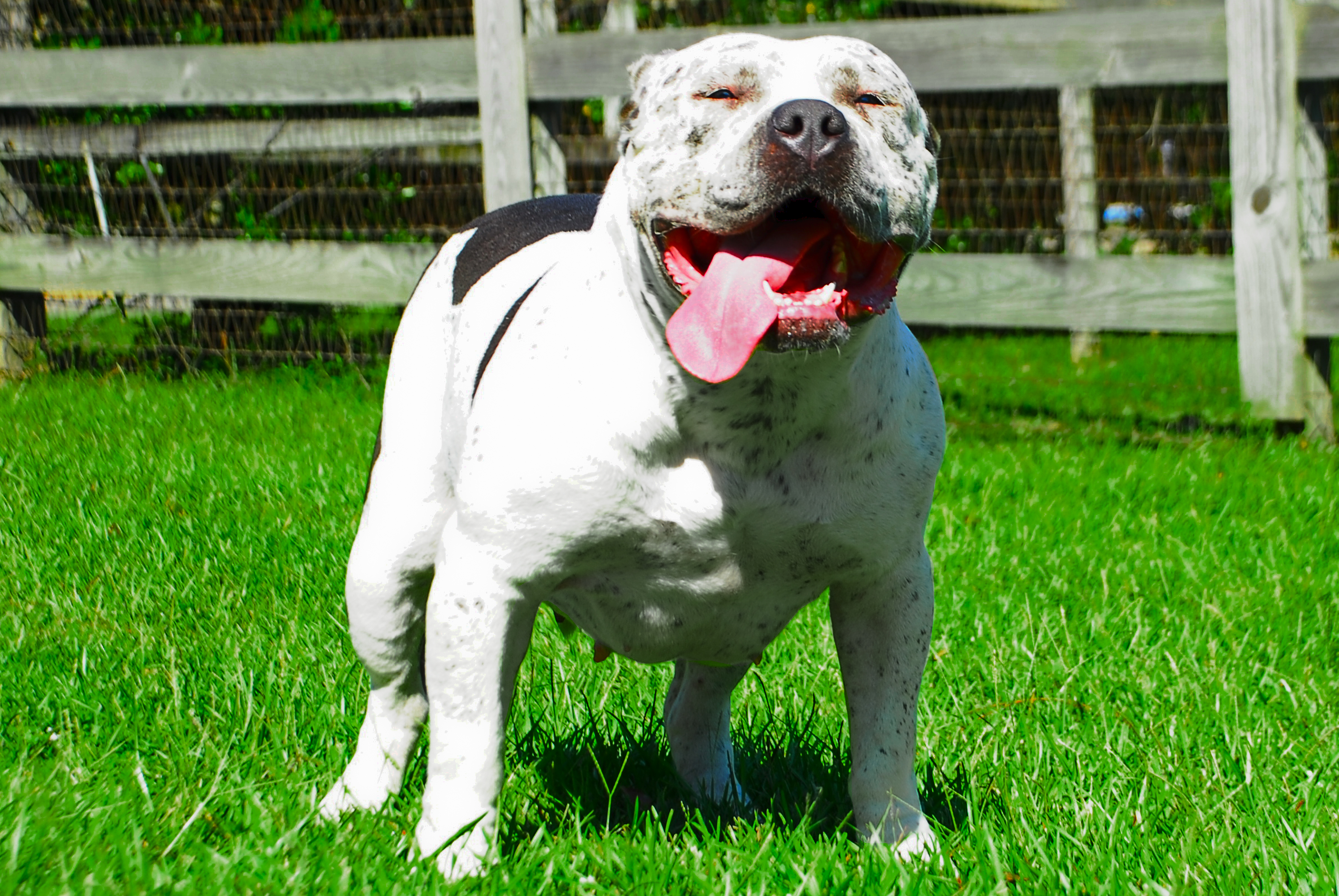 Dog Featured Image