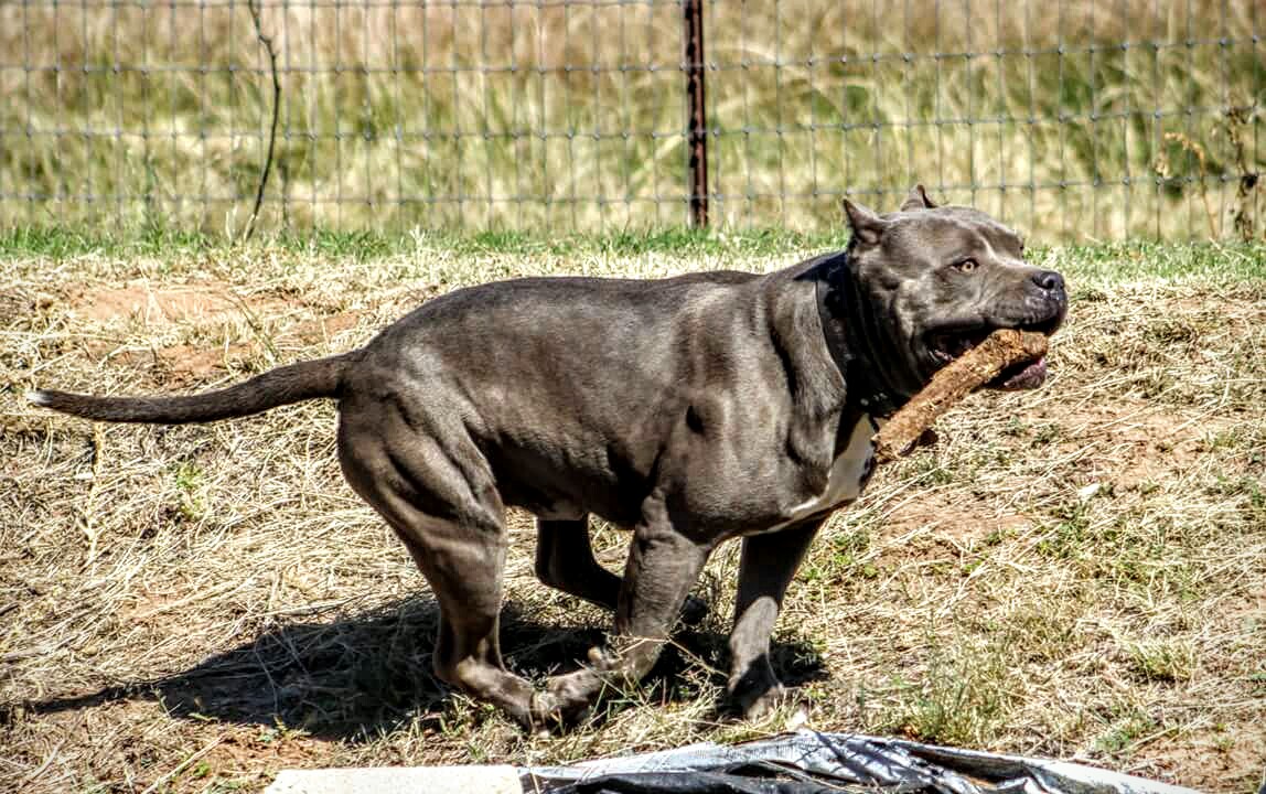 Dog Featured Image