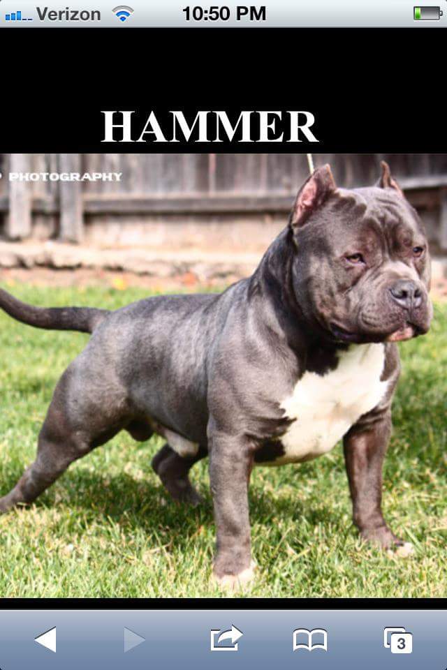 Dog Featured Image