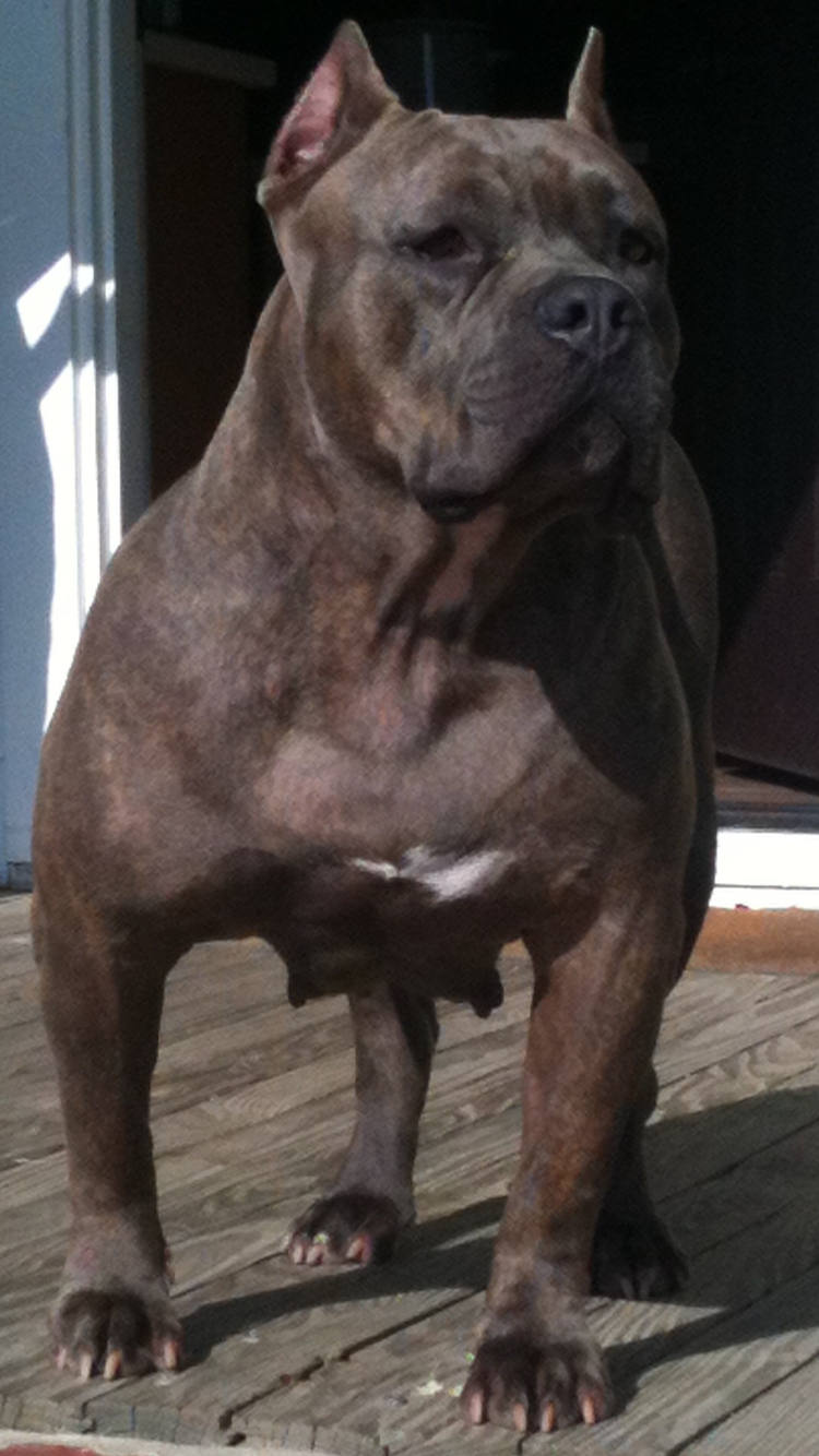 Dog Featured Image