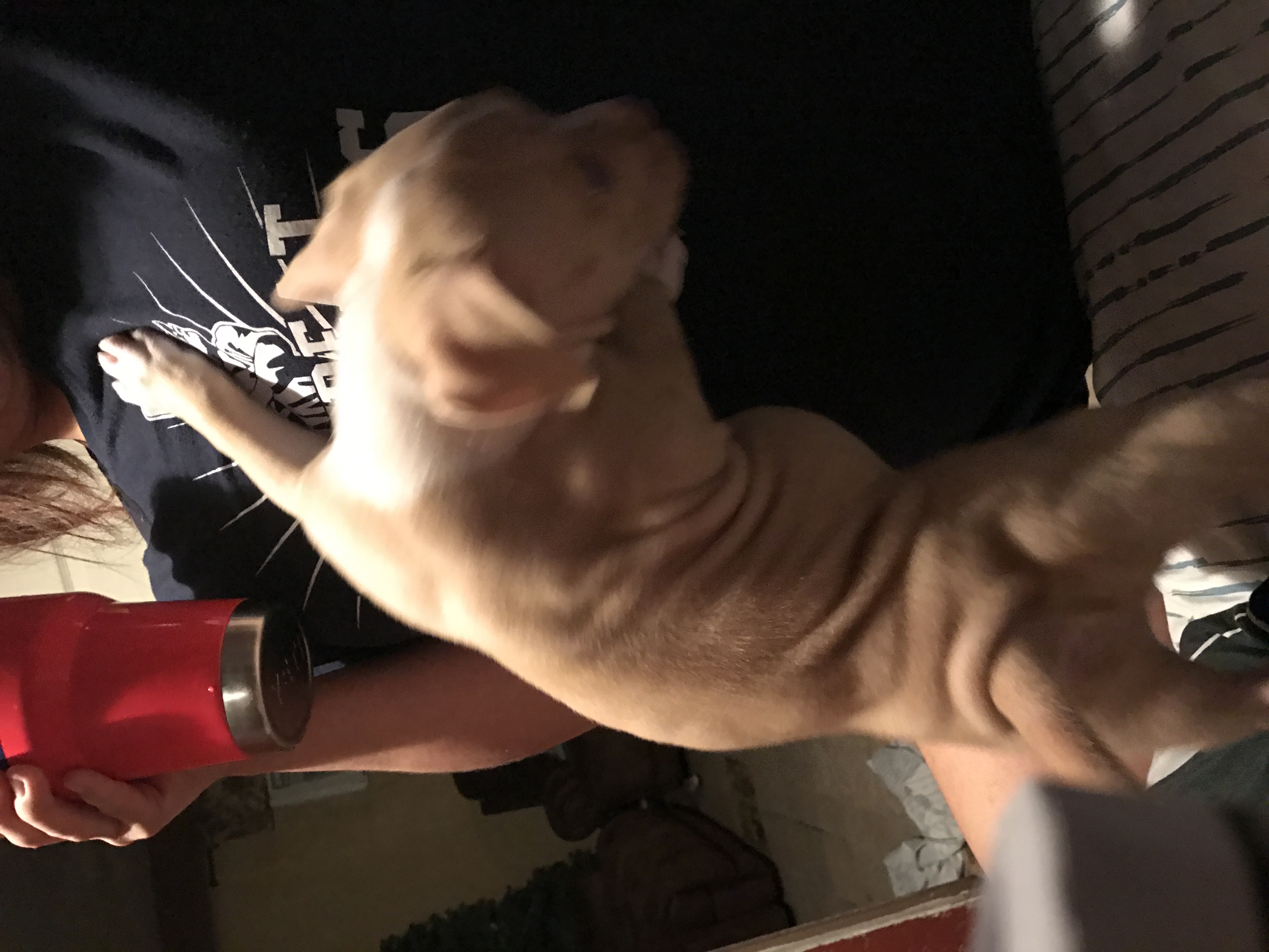 Dog Featured Image