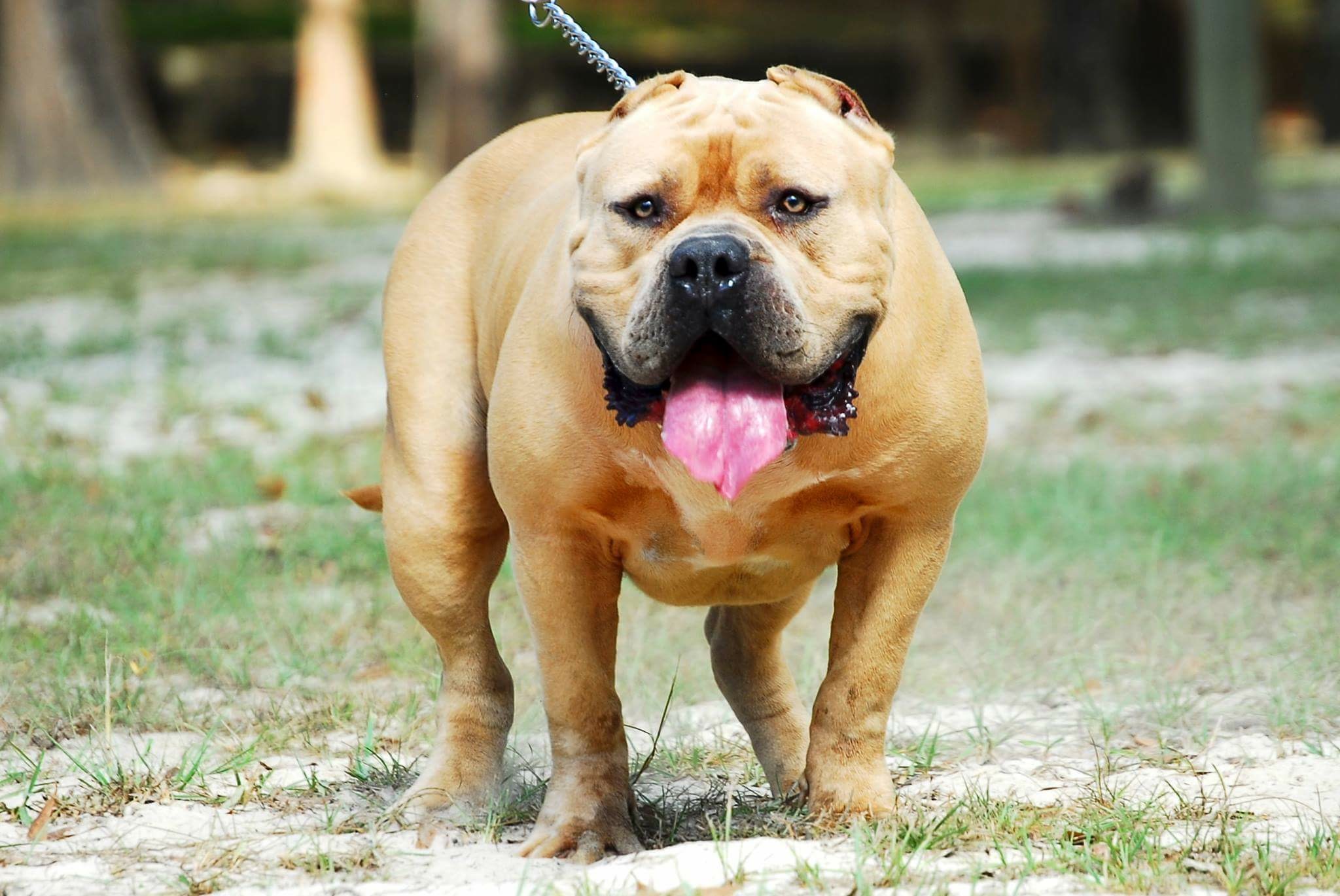 Dog Featured Image