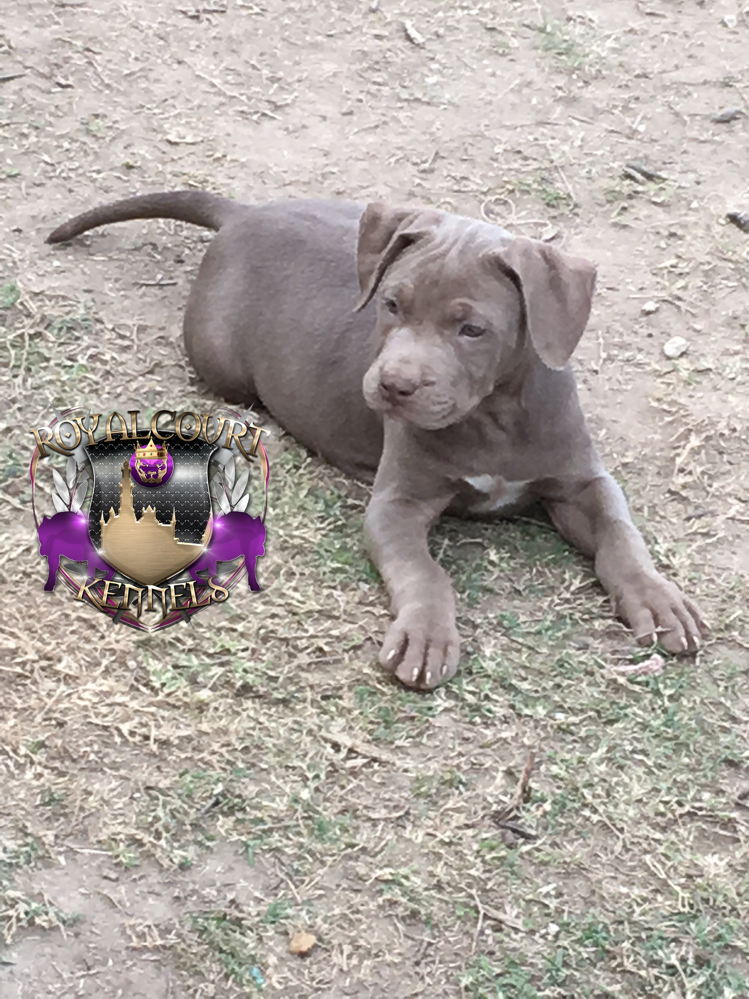 Dog Featured Image