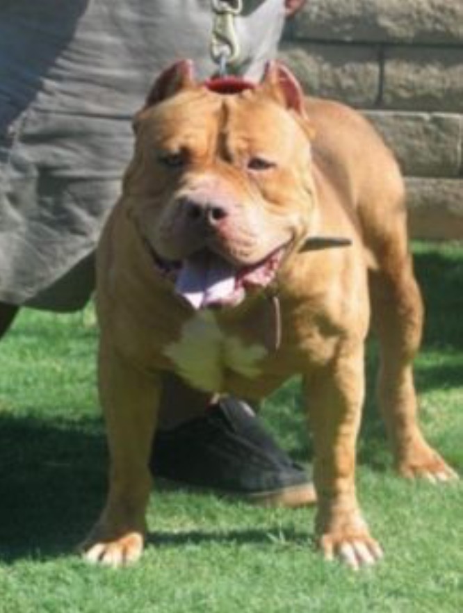 Dog Featured Image