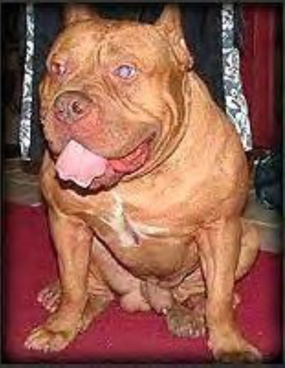 Dog Featured Image