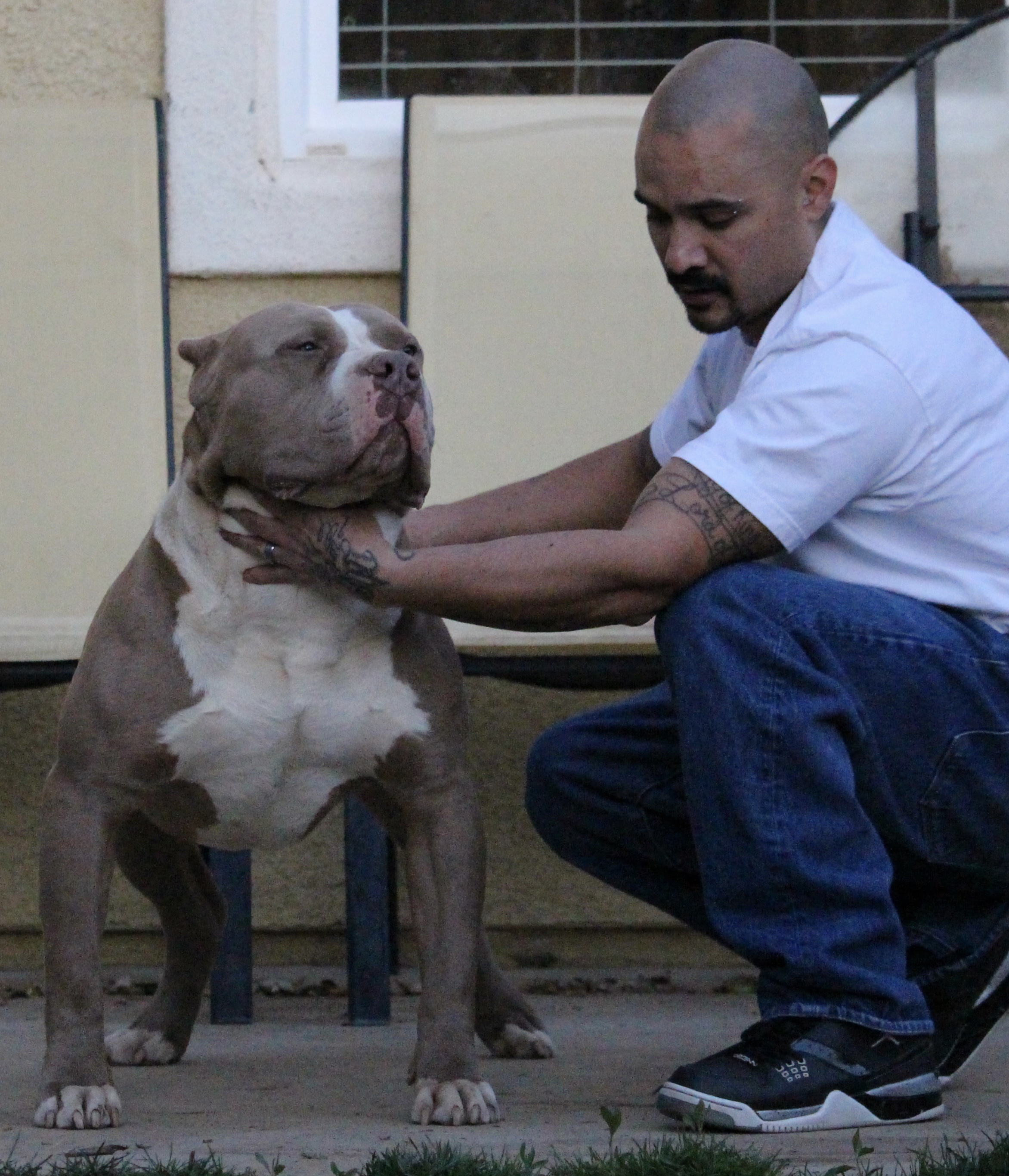 Dog Featured Image