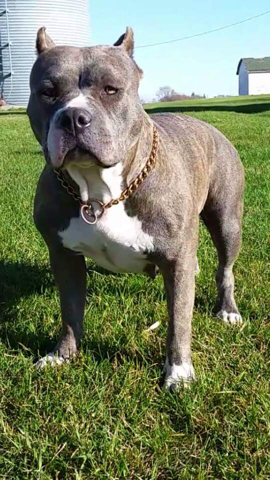 Dog Featured Image