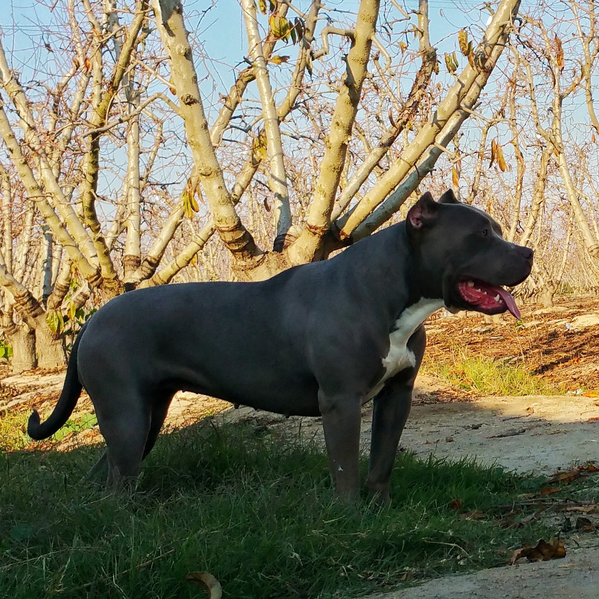 Dog Featured Image