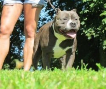 Dog Featured Image