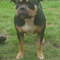 Dog Featured Image