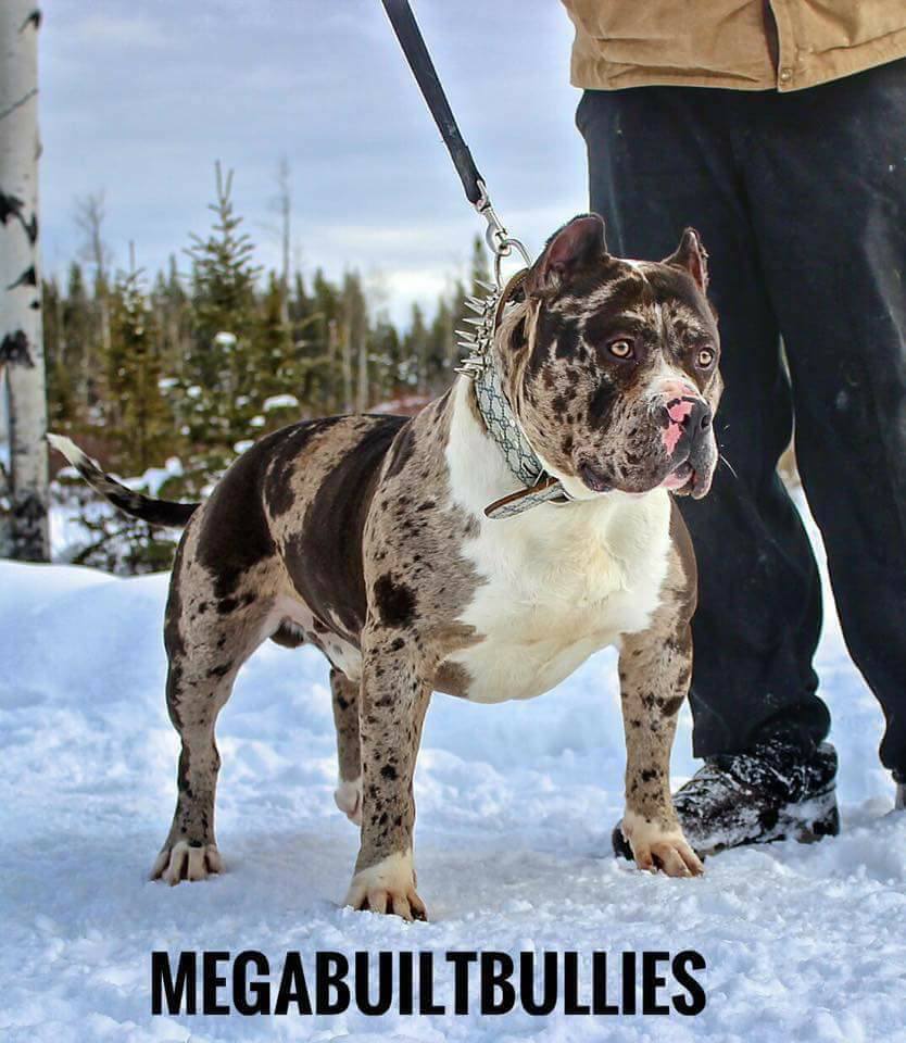 mega bully pitbulls