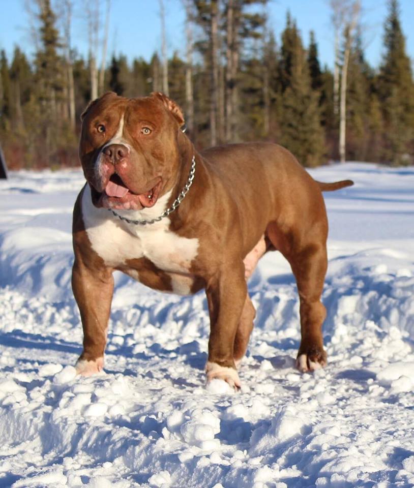 mega bully pitbulls