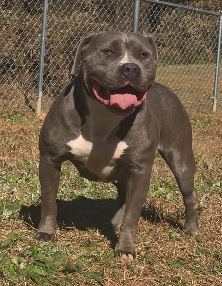 Dog Featured Image