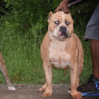 Dog Featured Image