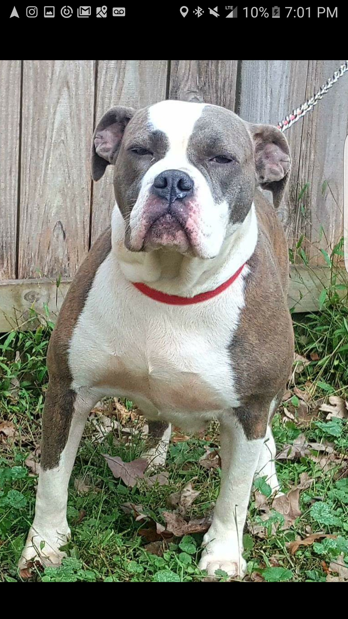 Dog Featured Image
