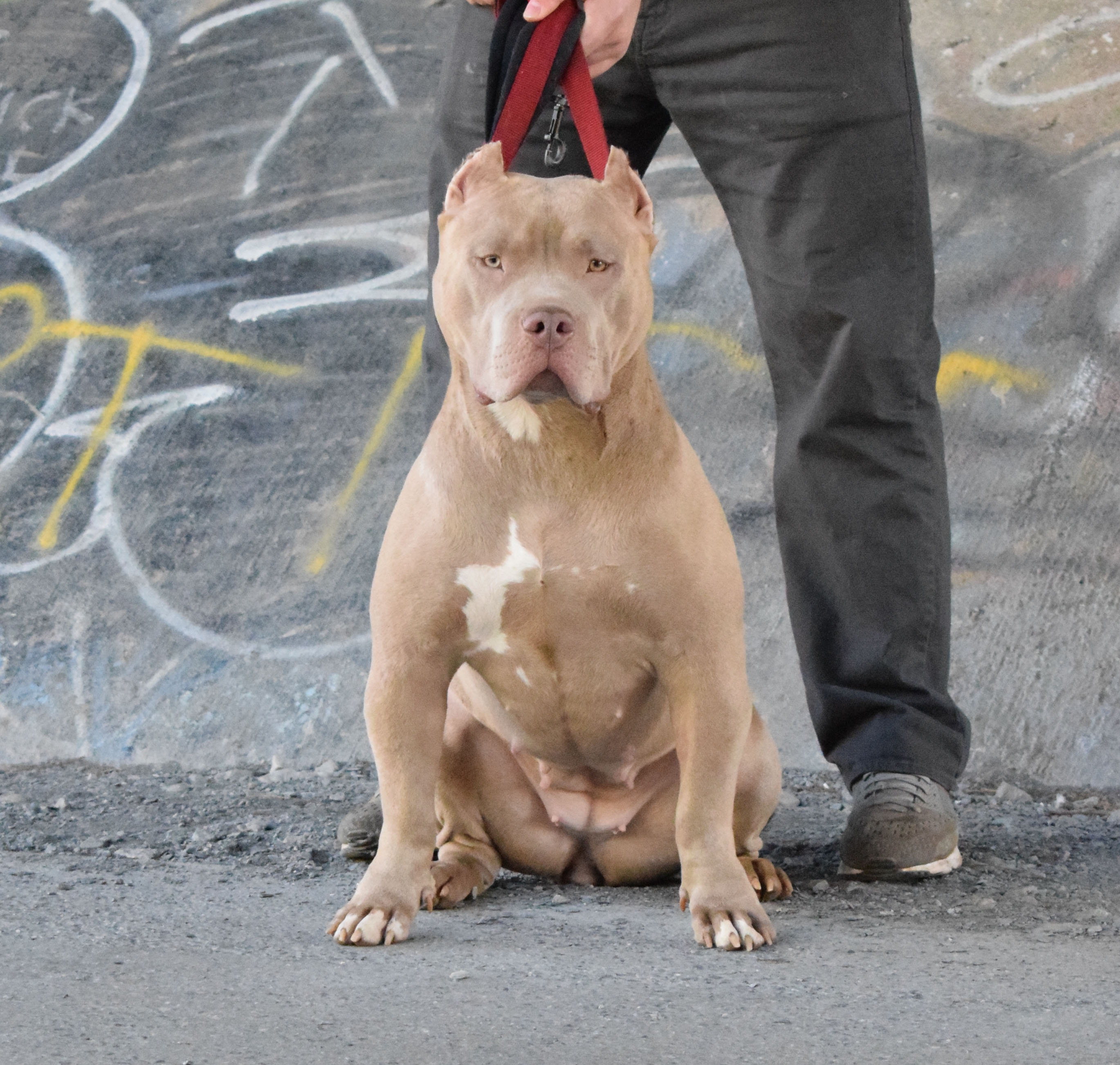Dog Featured Image
