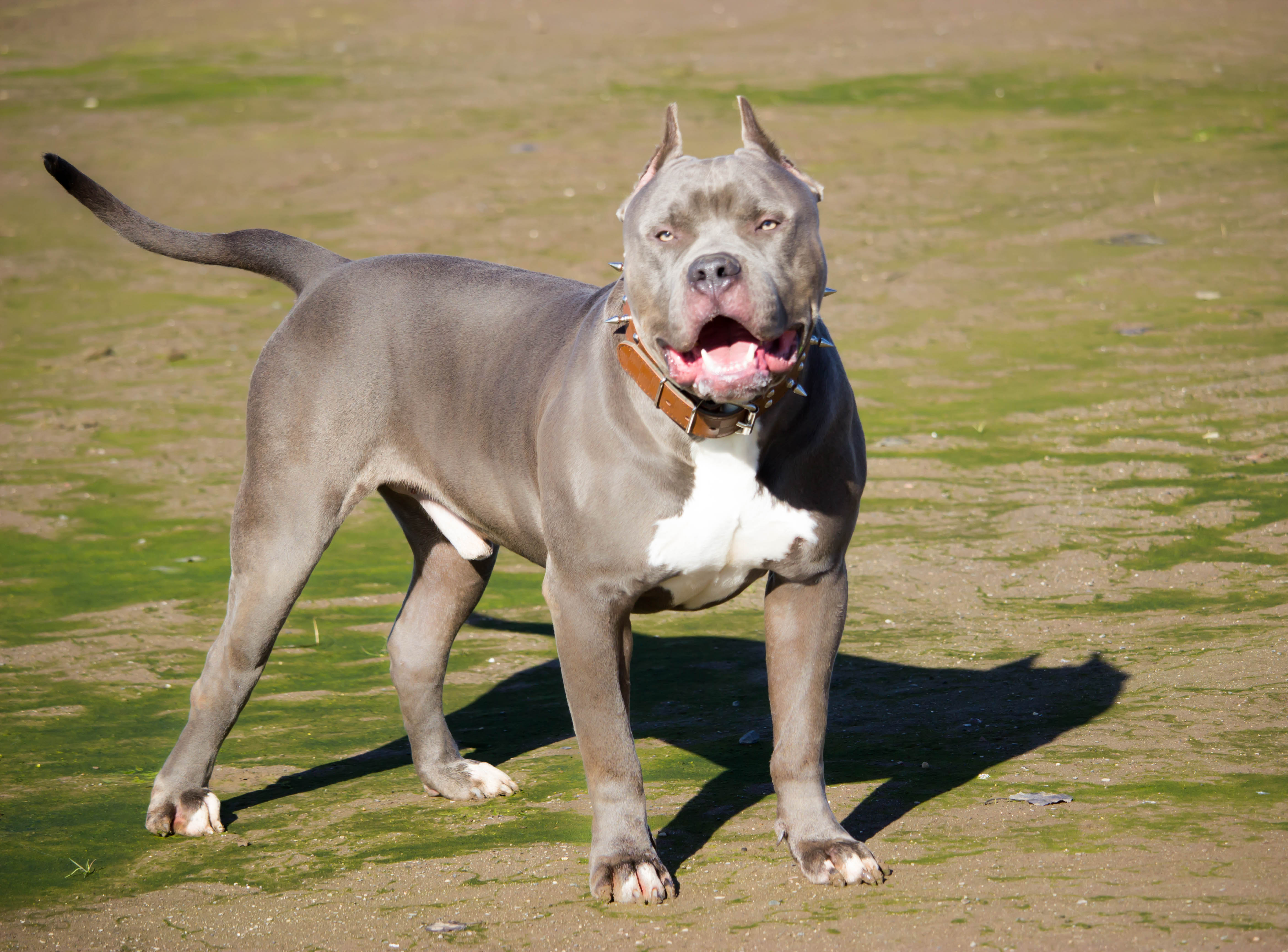 Dog Featured Image