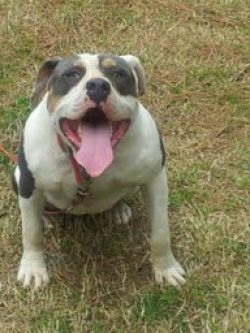 Dog Featured Image