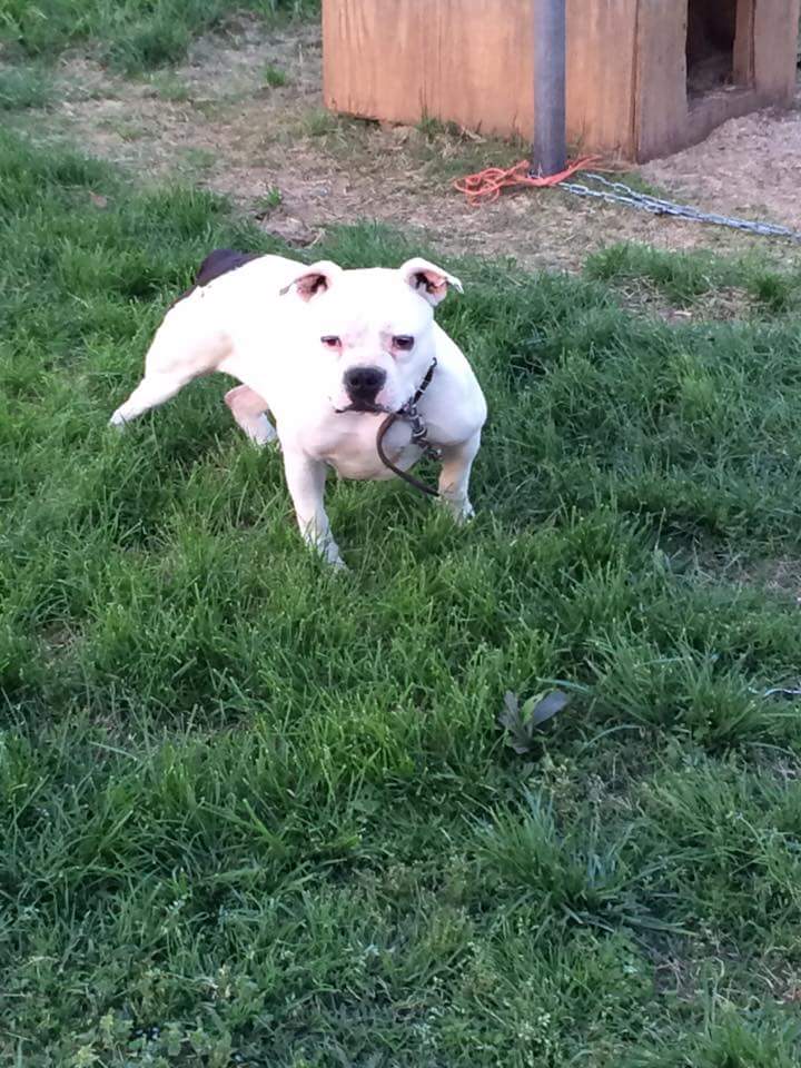 Dog Featured Image