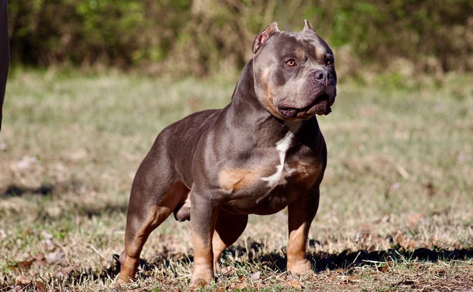 Dog Featured Image