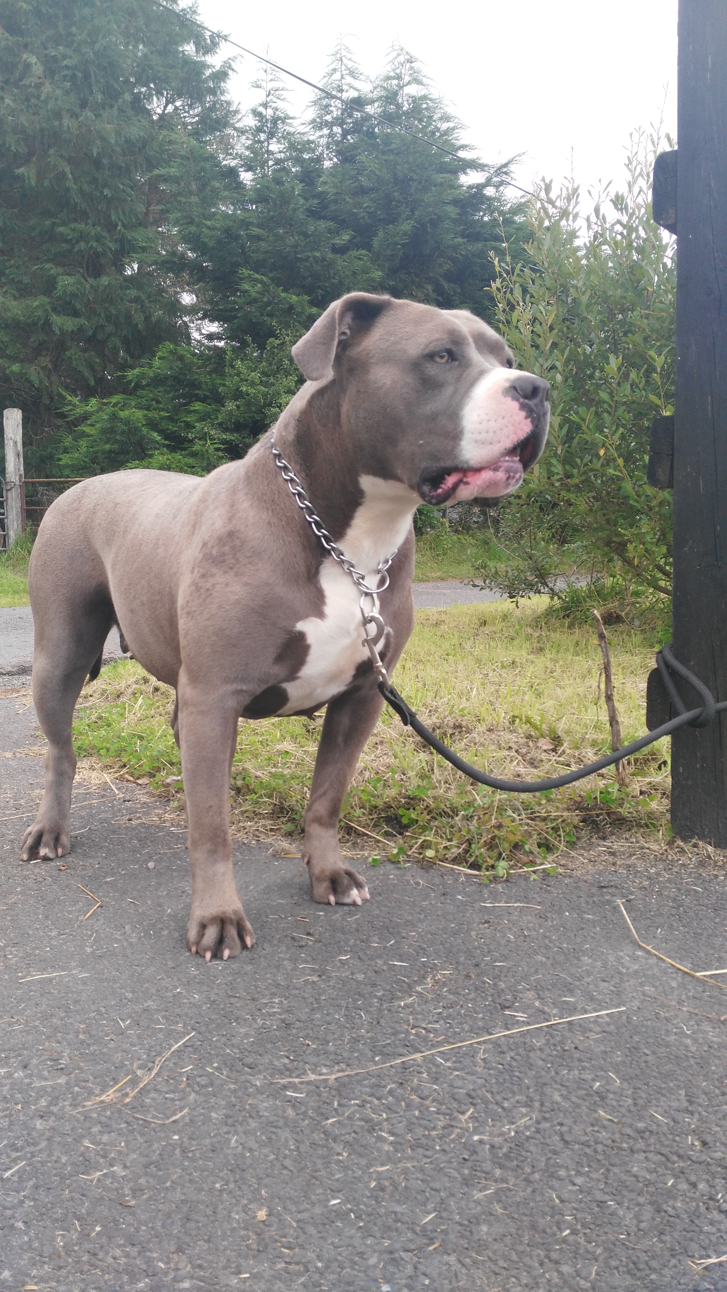 blue fawn xl bully