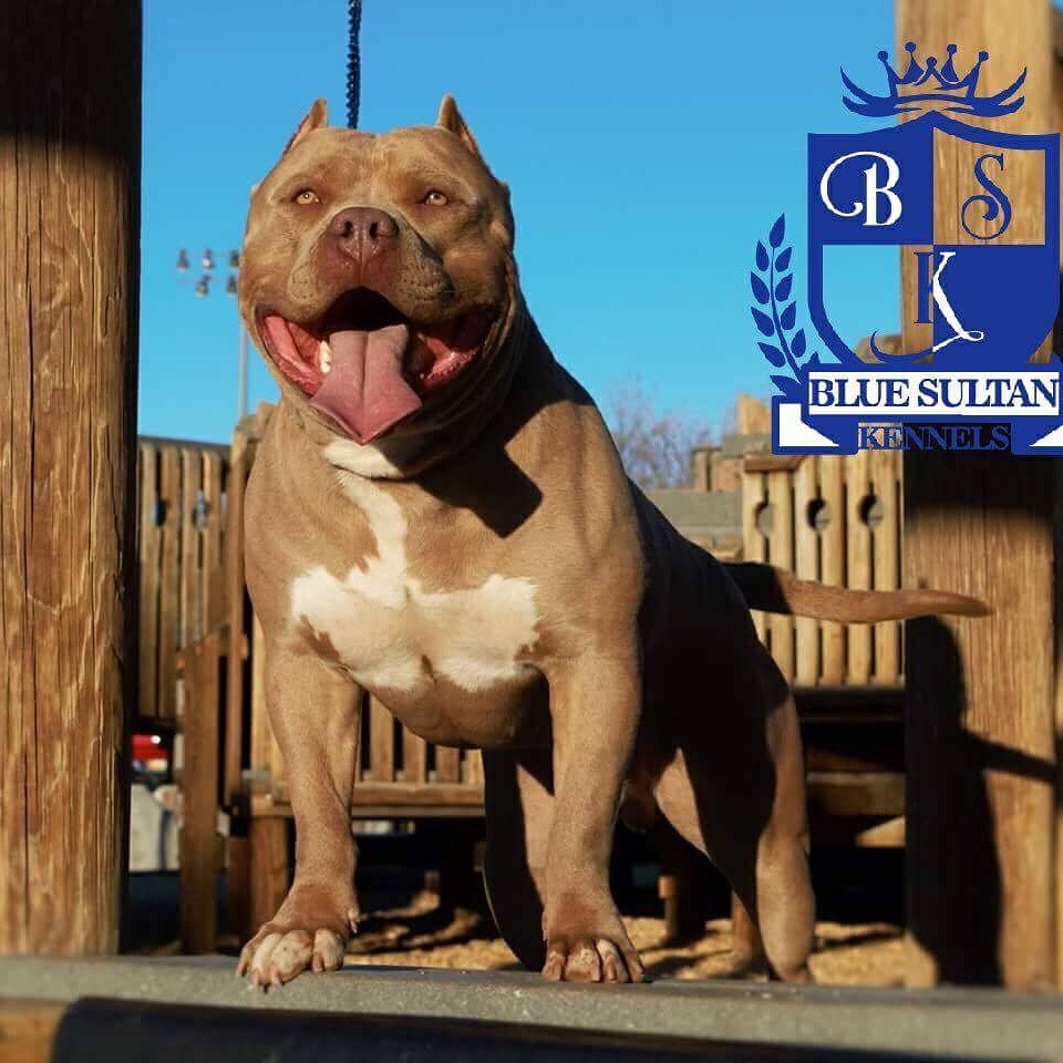 Dog Featured Image