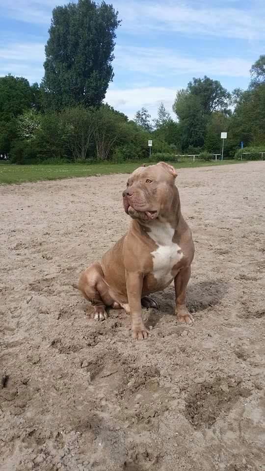 Dog Featured Image