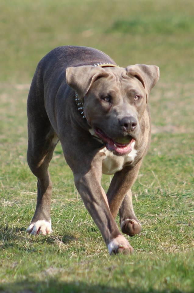 Dog Featured Image
