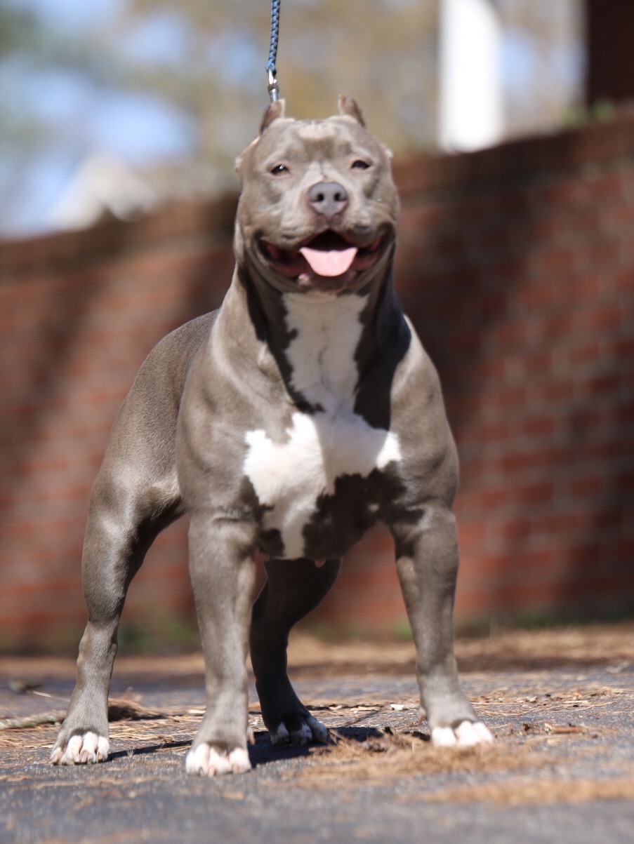 Dog Featured Image