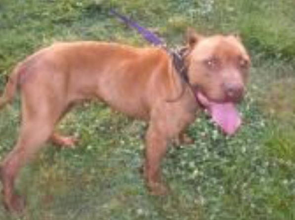 Dog Featured Image