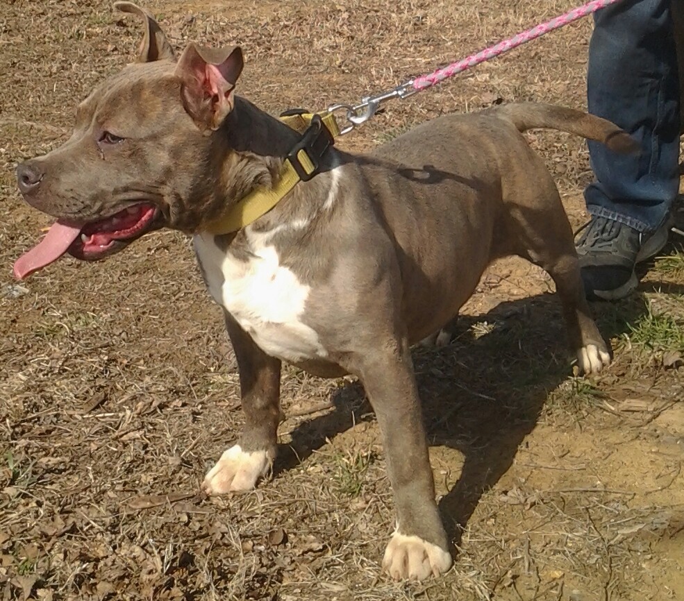 Dog Featured Image