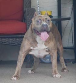 Dog Featured Image