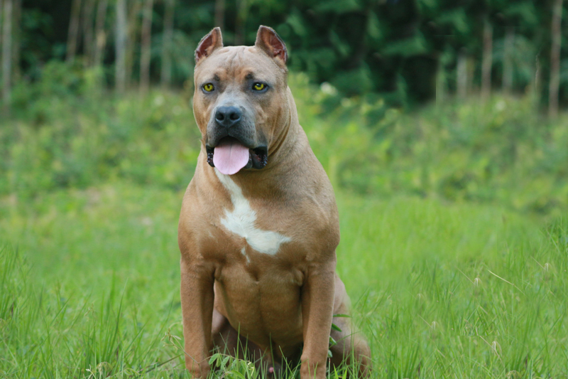 Dog Featured Image