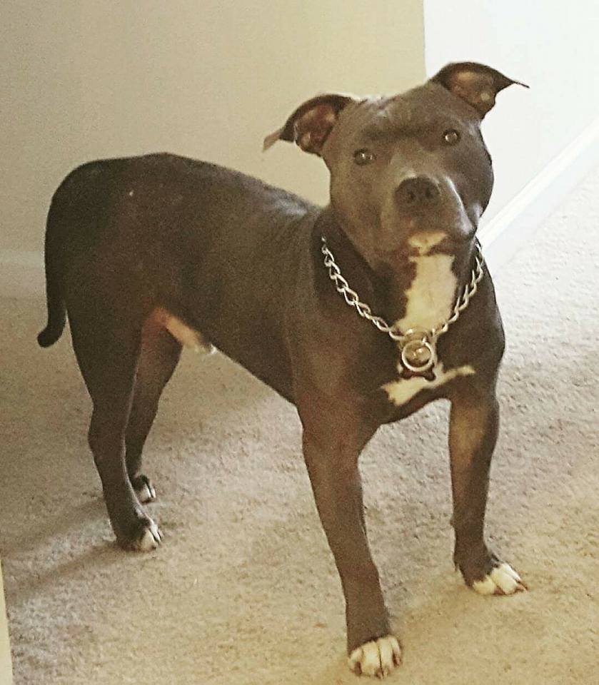 Dog Featured Image