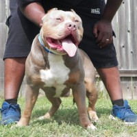 Dog Featured Image