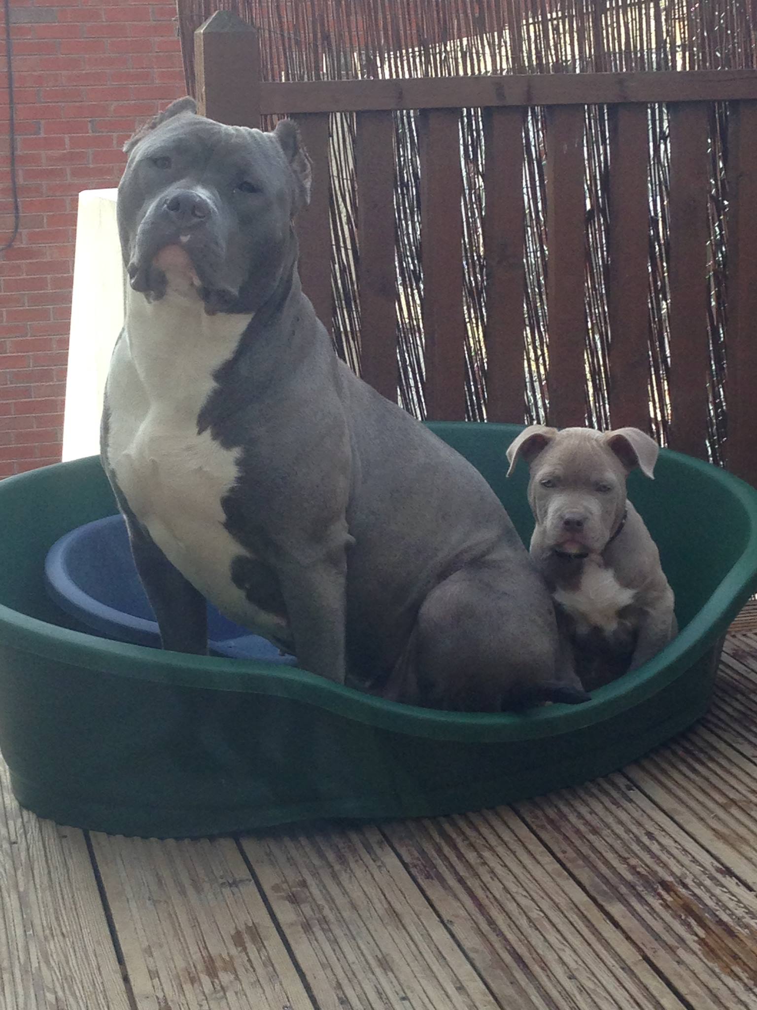 Dog Featured Image