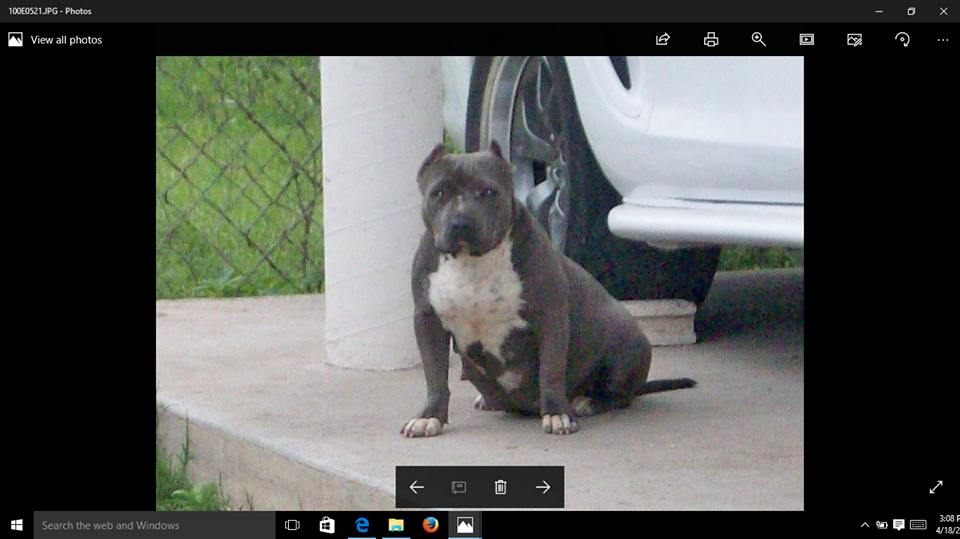 Dog Featured Image