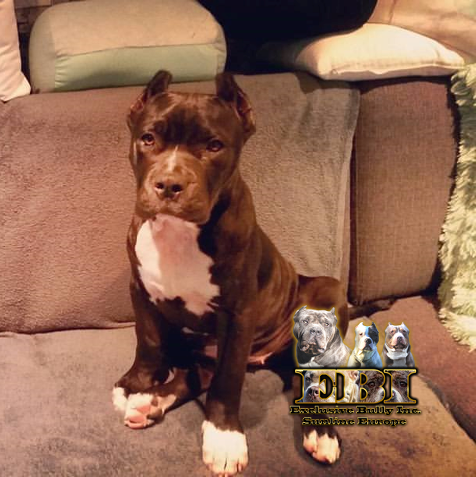 Dog Featured Image