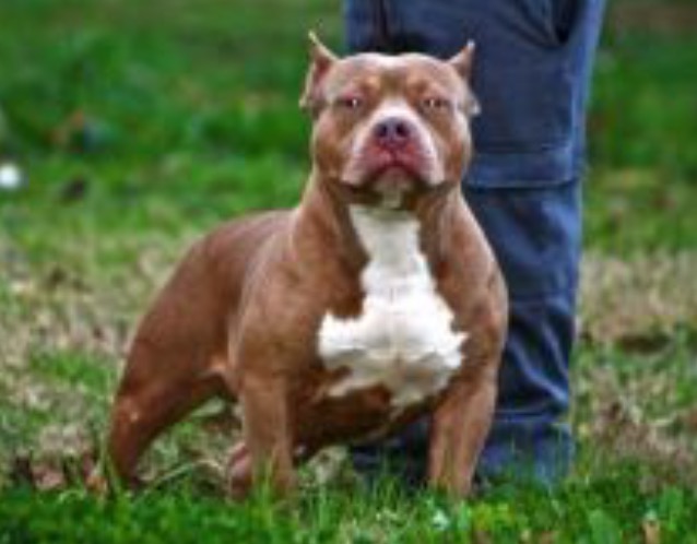 Dog Featured Image