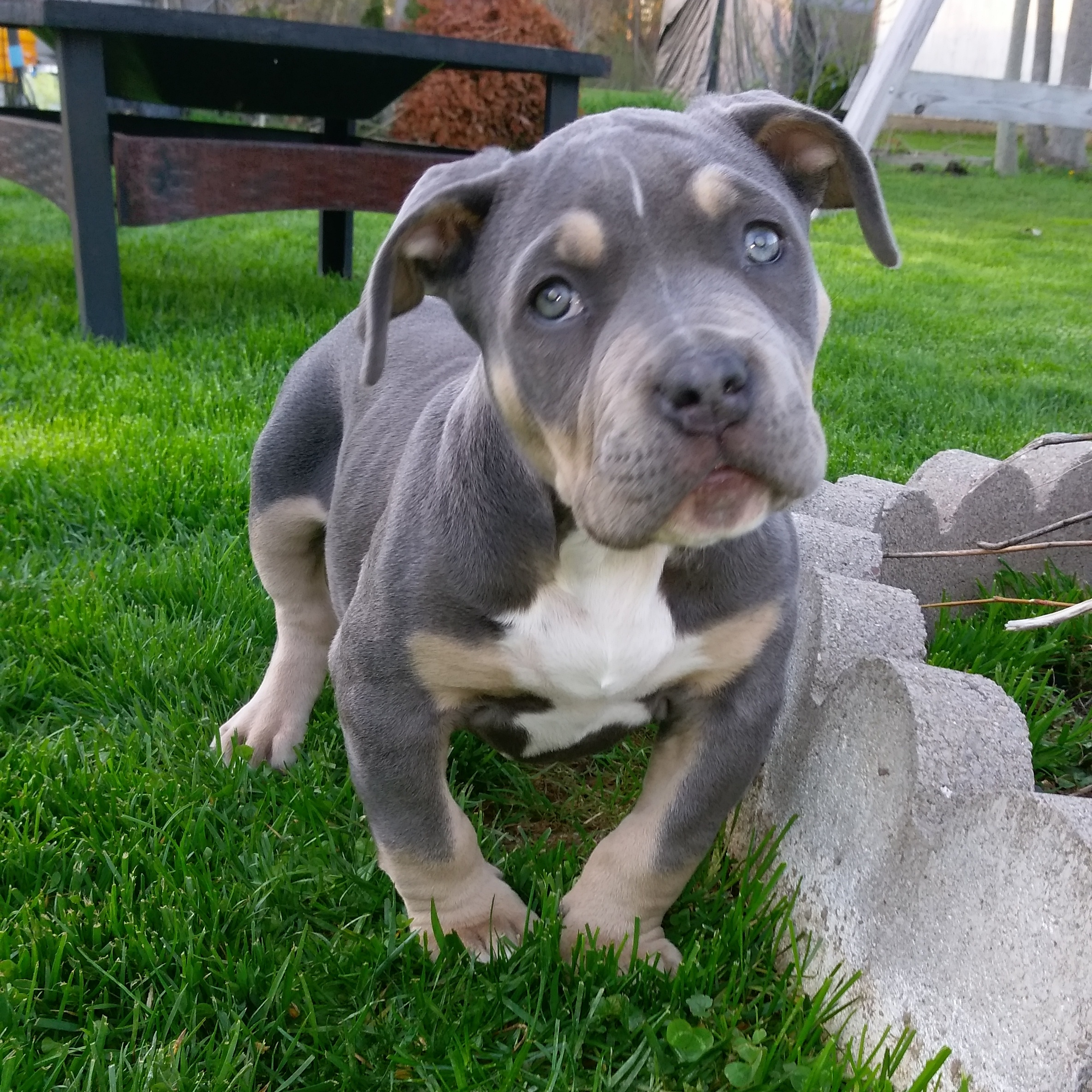 Dog Featured Image