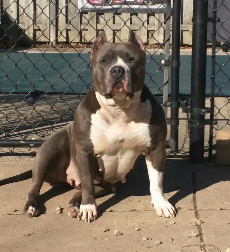 Dog Featured Image