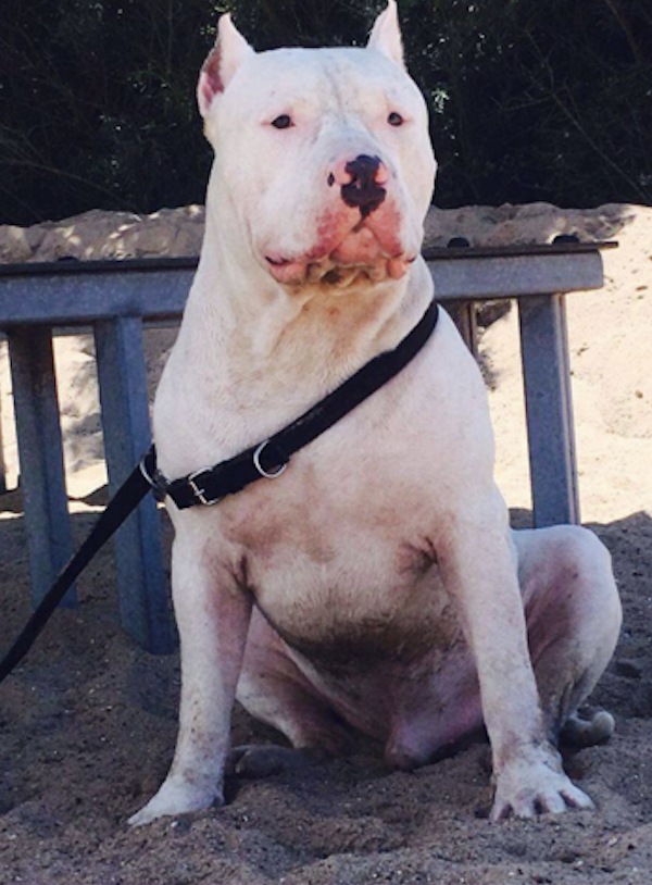 Dog Featured Image