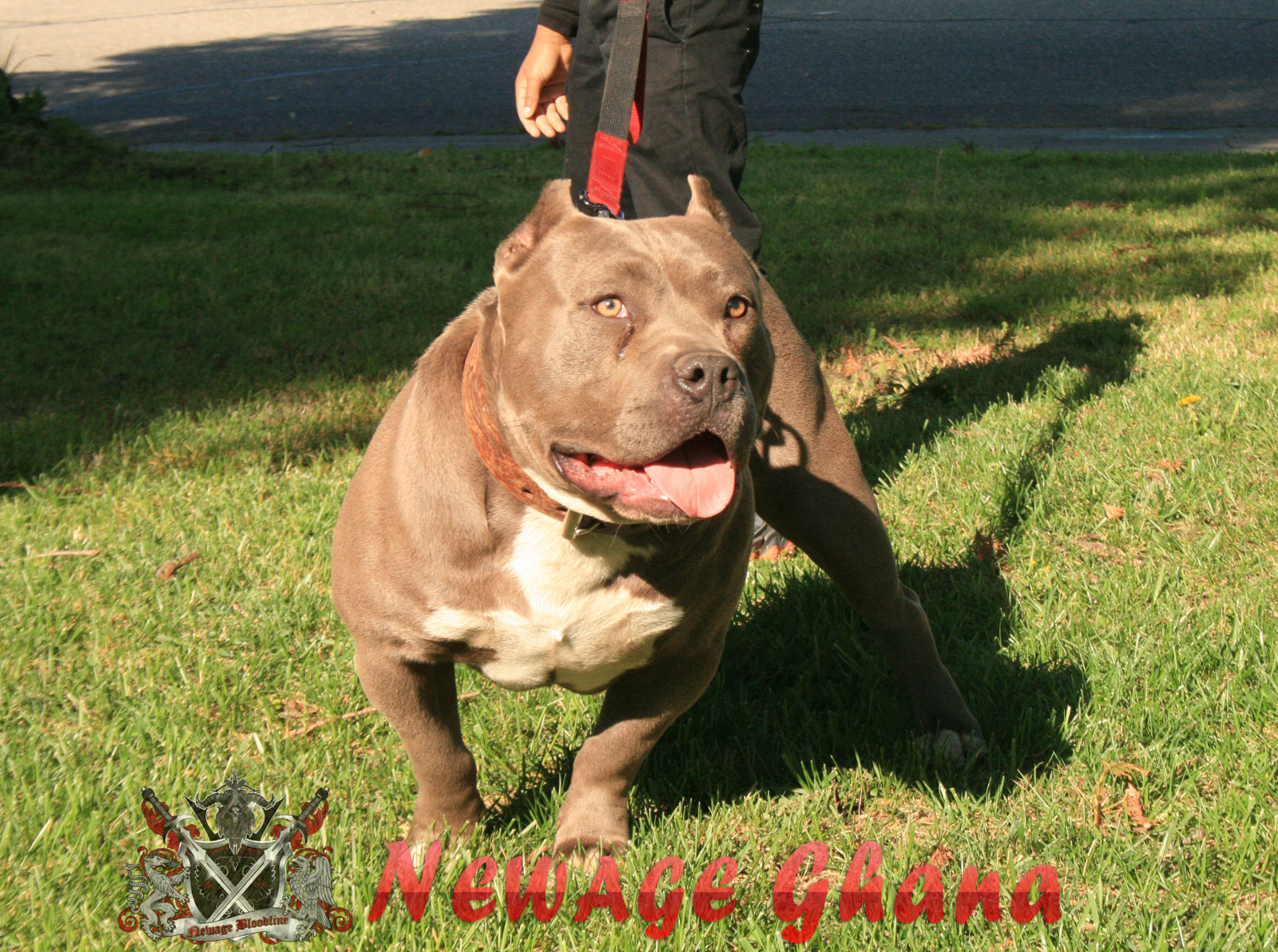 Dog Featured Image