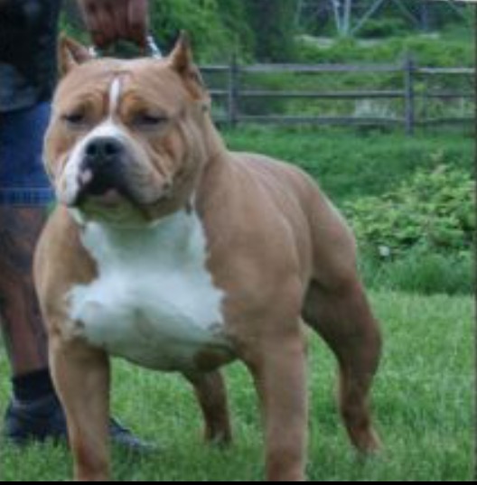 Dog Featured Image