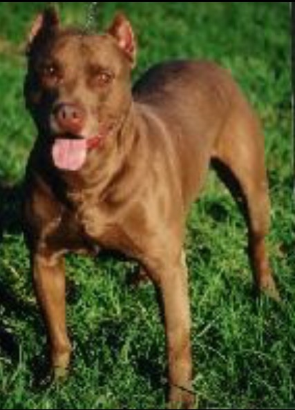 Dog Featured Image