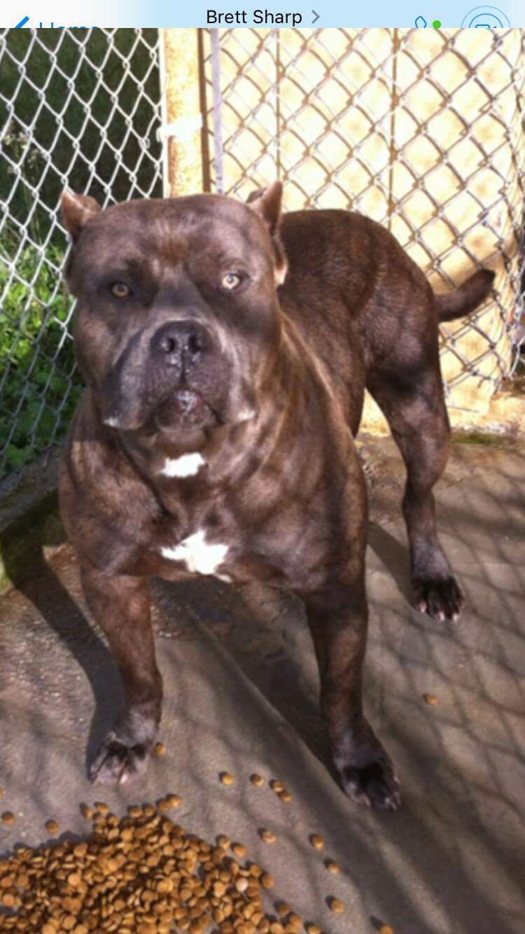 Dog Featured Image