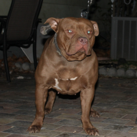 Dog Featured Image