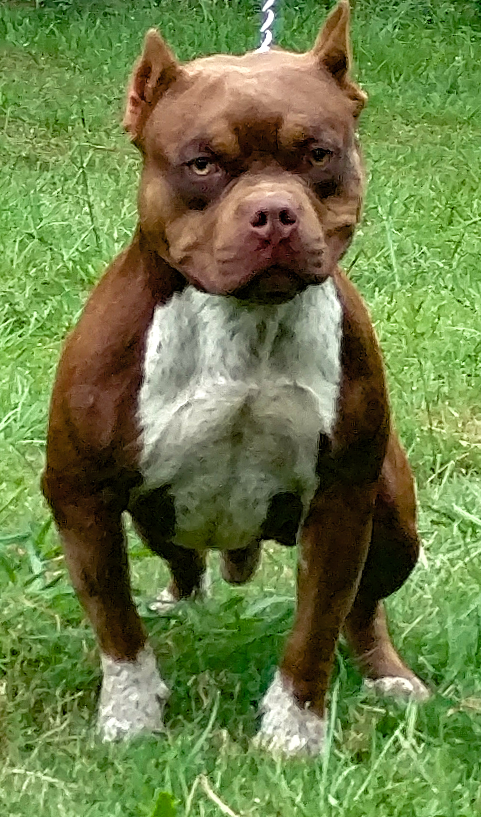 Dog Featured Image