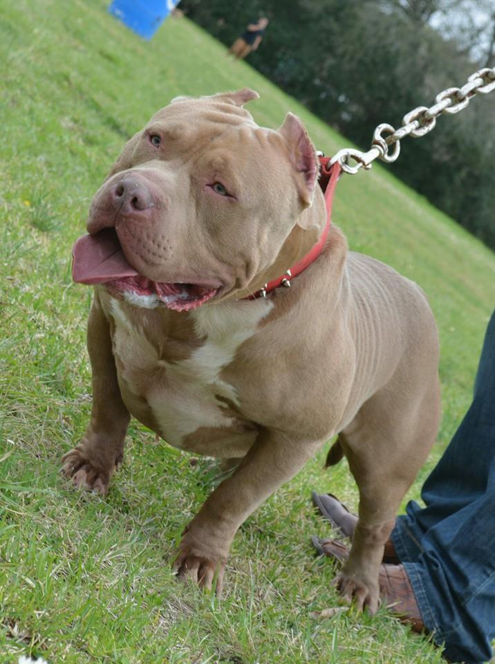 Dog Featured Image
