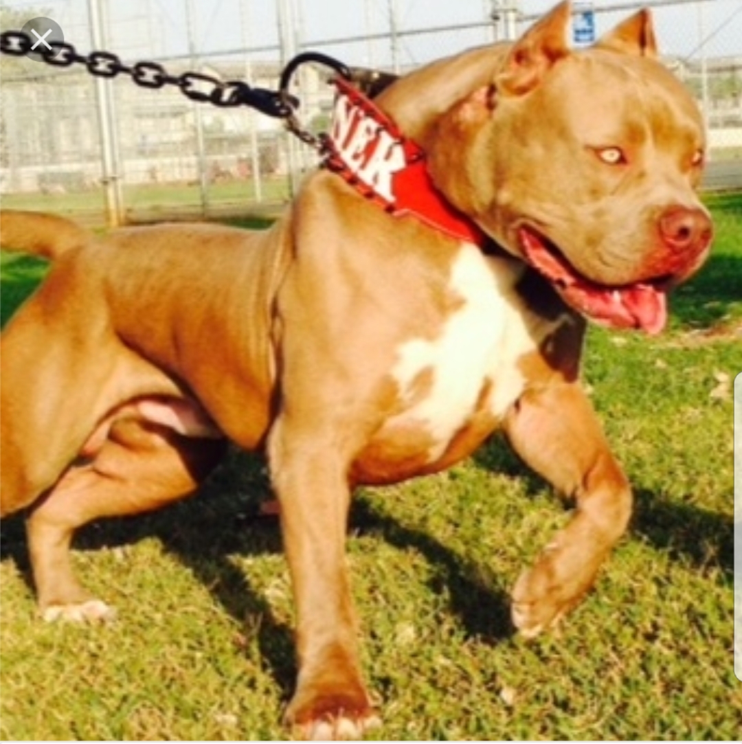 Dog Featured Image